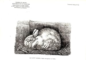 GRAVURE SUR BOIS 19ème LE LAPIN ANGORA -