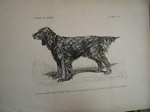 GRAVURE SUR BOIS 19ème CHIENNE GORDON SETTER LITLLE BELL A M. FONTAINE