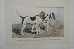 GRAVURE COULEUR DE MALHER 20ème CHIEN BATARDS ANGLO NORMANDS