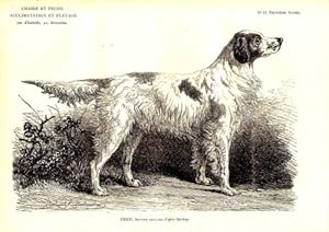 GRAVURE SUR BOIS 19ème CHIEN FRED SETTER ANGLAIS