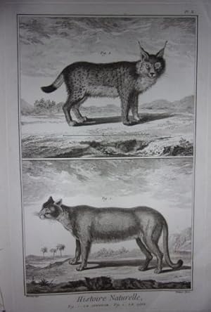 GRAVURE ORIGINALE SUR CUIVRE MARTINET 1768 HISTOIRE NATURELLE LE COUGAR LE LYNX