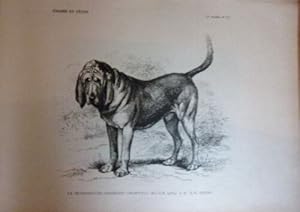 GRAVURE SUR BOIS 19ème LE BLOODHOUND CHAMPION CROMWELL