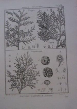 GRAVURE 18è EPOQUE HISTOIRE NATURELLE BOTANI MONOECIE POLYANDRIE THUYA CUPRESSUS