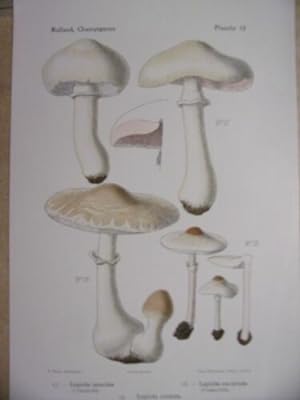 Seller image for PLANCHE COULEUR 1910 CHAMPIGNONS LEPIOTA NAUCINA EXCORIATA CRISTATA for sale by arobase livres