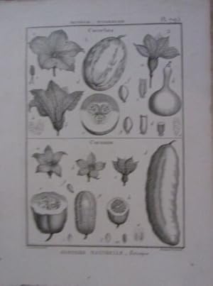 GRAVURE 18ème EPOQUE HISTOIRE NATURELLE MONOECIE POLYANDRIE CUCURBITA CUCUMIS