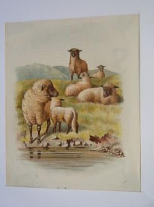 GRAVURE COULEUR FIN 19ème TROUPEAU LES MOUTONS