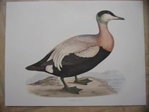 TIRAGE COULEUR 20 ème CANARD EIDER DUCK