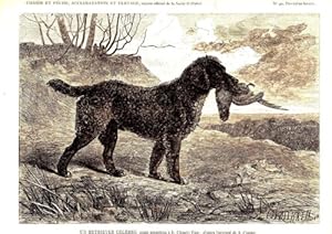 GRAVURE SUR BOIS 19ème CHIEN FELDMANN EPAGNEUL ALLEMAND