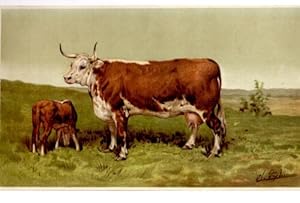 CHROMOLITHOGRAPHIE 19ème VACHE HEREFORD