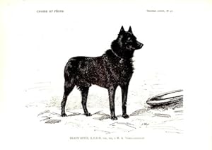 GRAVURE SUR BOIS 19ème CHIEN BRAVE SPITZ A M. VANBUGGENHOUDT