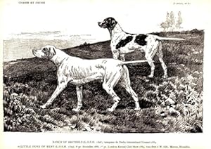 GRAVURE SUR BOIS 19ème CHIEN BANCO OF BRUSSELS ET LITLLE DUKE OF KENT M. MOOREN