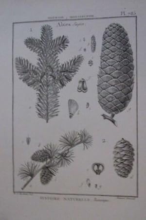 GRAVURE 18è EPOQUE HISTOIRE NATURELLE BOTANIQUE MONOECIE POLYANDRIE ABIES SAPIN