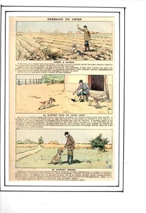 GRAVURE SUR BOIS 19ème DRESSAGE CHIEN ARRET A PATRON RAPPORT POUR JEUNE CHIEN