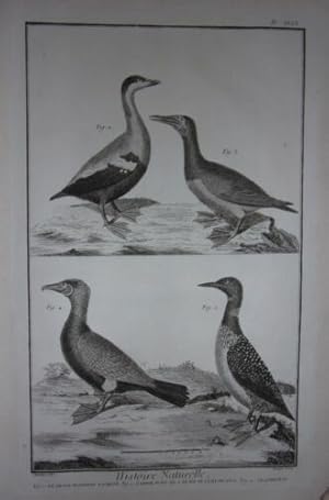 GRAVURE ORIGINALE SUR CUIVRE DE MARTINET 1768 GRAND PLONGEON TACHETE EIDER MALE