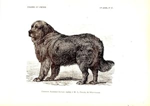 GRAVURE SUR BOIS 19ème CHIEN CHAMPION ALDERMAN