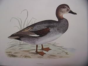 TIRAGE COULEUR 20 ème CANARD GADWALL