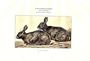 GRAVURE SUR BOIS 19ème LE LAPIN ARGENTE