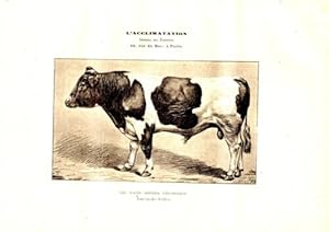 GRAVURE SUR BOIS DE MALHER 19ème RACES BOVINES ETRANGERES TAUREAU DES POLDERS