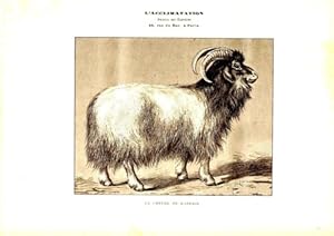 GRAVURE SUR BOIS DE MALHER 19ème LA CHEVRE DE KASHMIR