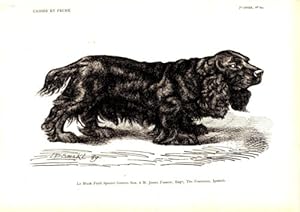 GRAVURE SUR BOIS 19ème CHIEN LE BLACK FIEL SPANIEL GIPPING SAM A M. JAMES FARROW