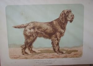 GRAVURE d' APRES AQUARELLE DE MALHER 20ème CHIENS D' ARRET DE RACES FRANCAISES