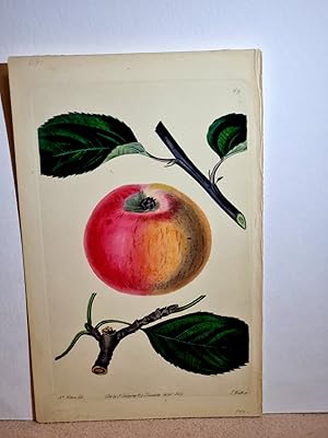 Imagen del vendedor de Apfel (apple). Altkolorierte Lithographie von Watts nach Withers 1829 aus: *Pomological Magazine*. The plates were drawn by Augusta Innes Withers (ne Baker) (1793-1877), Plate 69. a la venta por Antiquariat Friederichsen