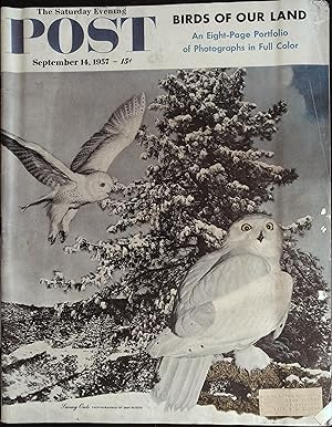 Image du vendeur pour The Saturday Evening Post September 14, 1957 Snowy Owls, Ray Bradbury mis en vente par AcornBooksNH