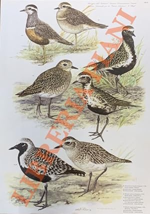 Piviere tortolino (Charadrius morinellus), P. dorato (Pluvialis apricaria), Pivieressa (P. squata...