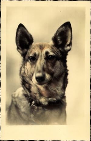 Ansichtskarte / Postkarte Schäferhund, Tier-Portrait - Amag 64634/4