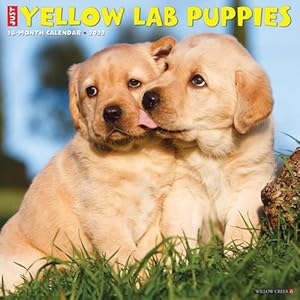 Bild des Verkufers fr Just Yellow Lab Puppies 2022 Wall Calendar (dog Breed) zum Verkauf von Grand Eagle Retail