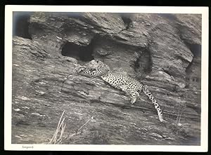 Bild des Verkufers fr Fotografie unbekannter Fotograf, Ansicht Deutsch-Sdwestafrika DSWA, Leopard, Raubkatze dst im Schatten einer Felswand zum Verkauf von Bartko-Reher