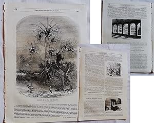 SEMANARIO PINTORESCO ESPAÑOL Nº44 1852: PANDANUS DE LA ISLA DEL PRÍNCIPE, MONASTERIO MATALLANA,