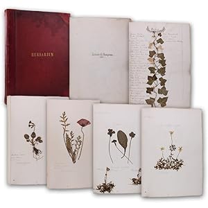 Herbarium. Album mit über 100 Exsikkaten von gepressten Pflanzen, meist einzelne Exemplare, geleg...