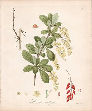 BARBERIS VULGARIS [Common Barberry]