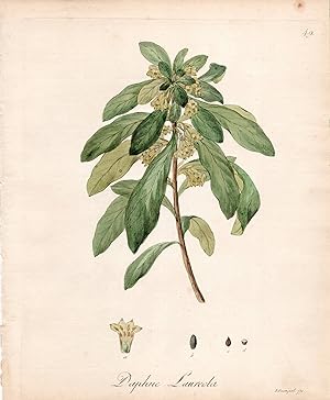 DAPHNE LAUREOLA [Spurge Laurel]