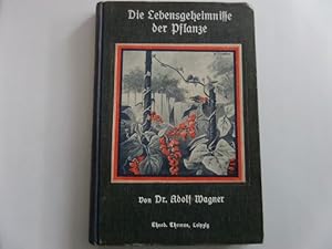 Immagine del venditore per Die Lebensgeheimnisse der Pflanze - Eine Einfhrung in die Lebensgesetze der hheren Pflanzen venduto da Gerald Wollermann