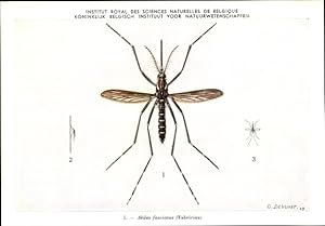 Künstler Ansichtskarte / Postkarte Devuyst, Aedes fasciatus, Stechmücke