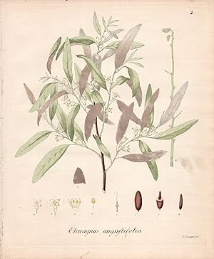 ELAEAGNUS ANGUSTIFOLIA [Russian Olive]