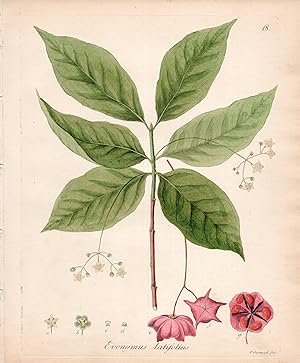 EVONYMUS LATIFOLIUS [Large Leaf Spindle]