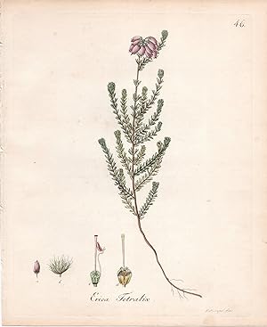 ERICA TETRALIX [Cross-leaved Heath]