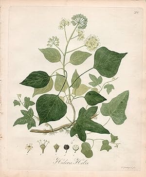 HEDERA HELIX [English Ivy]