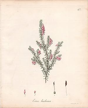 ERICA HERBACEA [Winter or Spring Heath]