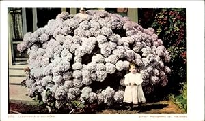 Bild des Verkufers fr Ansichtskarte / Postkarte Kalifornien USA, Kalifornische Hortensie zum Verkauf von akpool GmbH