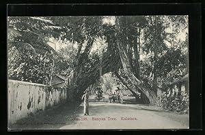 Ansichtskarte Kalutara, Banyan Tree