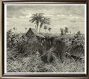 A Sumatran Jungle View in the State of Deli,1800s Antique print