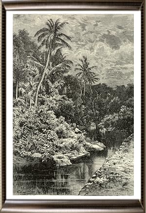 1800s Antique print of a Forest View near Kupang,Timor