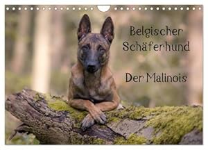 Immagine del venditore per Belgischer Schferhund - Der Malinois (Wandkalender 2024 DIN A4 quer), CALVENDO Monatskalender : Die Facetten einer Hunderasse venduto da AHA-BUCH GmbH
