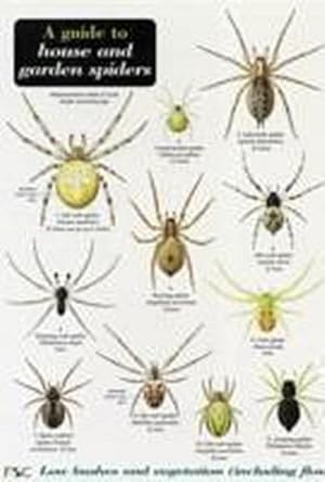 Seller image for A Guide to House and Garden Spiders for sale by Smartbuy