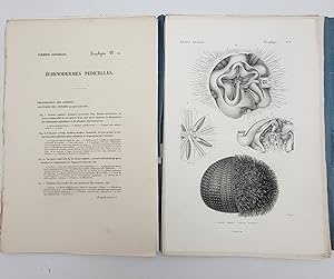 Le Regne Animal: Les Zoophytes; Atlas- 25 plates.