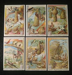 6 Bilder, komplette Serie: Kunstvolle Nestbauten. Sanguinetti=798, 1904.